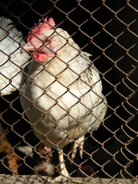 连续两次助 连续两次助